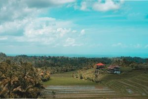 Natural scenery with rice fields