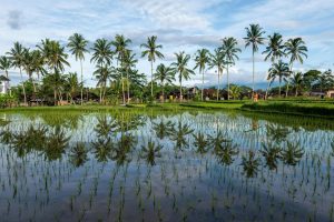 Views of rice fields and coconut trees