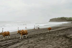 View of a beach with dark colored sand, where there are several cows and people on the beach