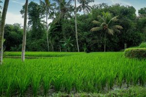 Views of green and fertile rice fields