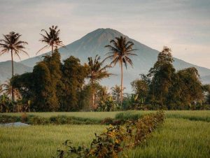 An active volcano and the highest in Bali, with a foreground of green rice fields and tropical trees