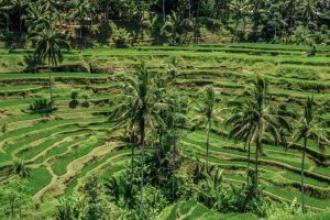 View of the Tegallalang Rice Terraces in Ubud