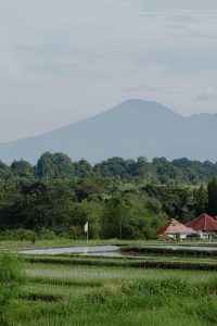 A peaceful rural landscape with green rice fields and a large mountain in the background