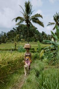 A woman wearing a kebaya, accompanied by her dog, walks along a narrow path through lush green rice terraces in Bali (1)